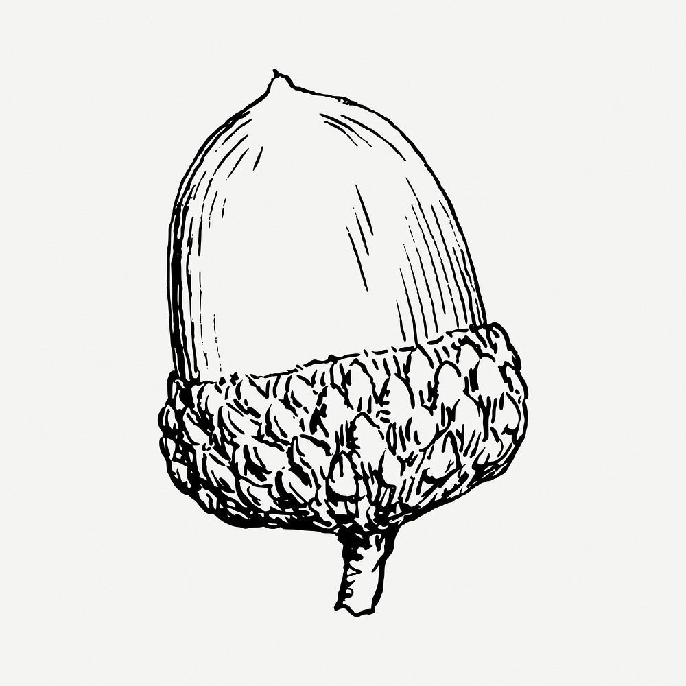 Acorn drawing, vintage illustration psd. Free public domain CC0 image.