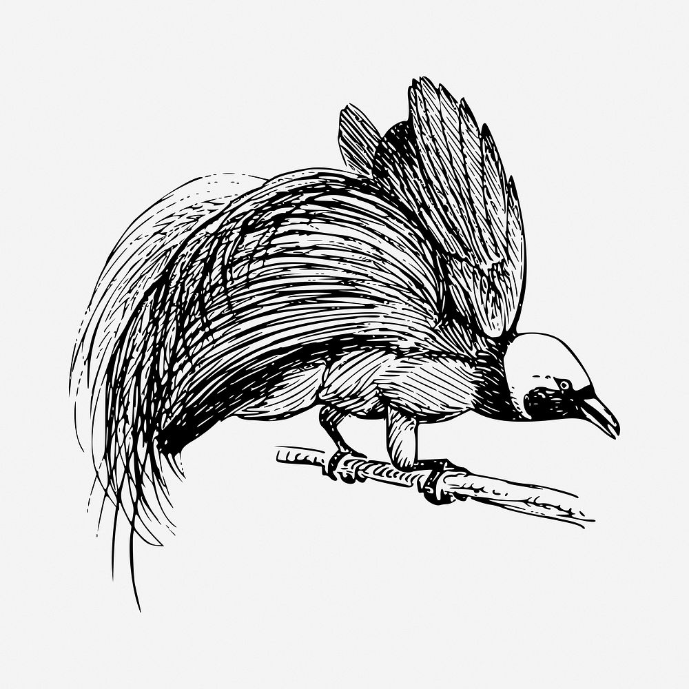 Bird of Paradise drawing, vintage illustration. Free public domain CC0 image.