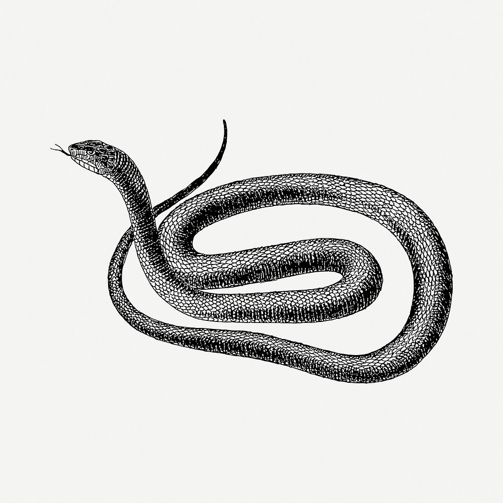 Snake drawing, vintage illustration psd. Free public domain CC0 image.