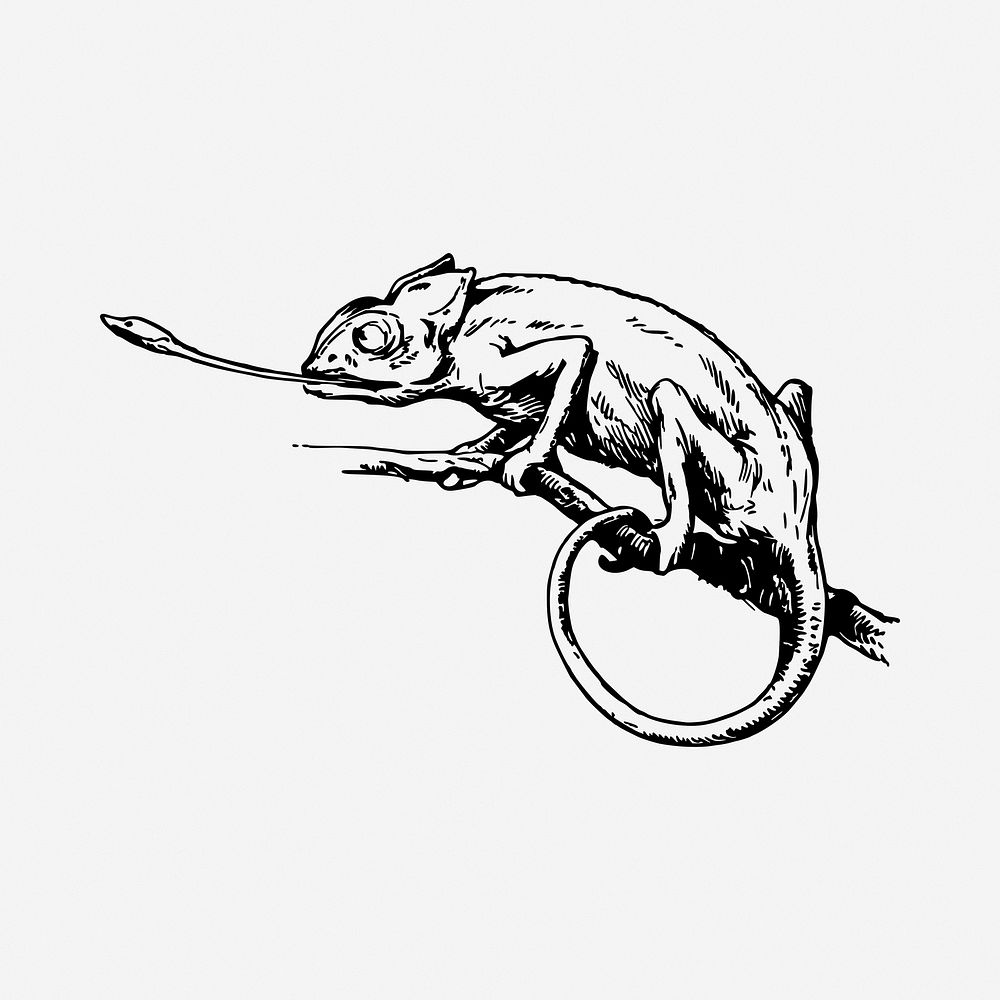 Chameleon drawing, vintage illustration. Free public domain CC0 image.
