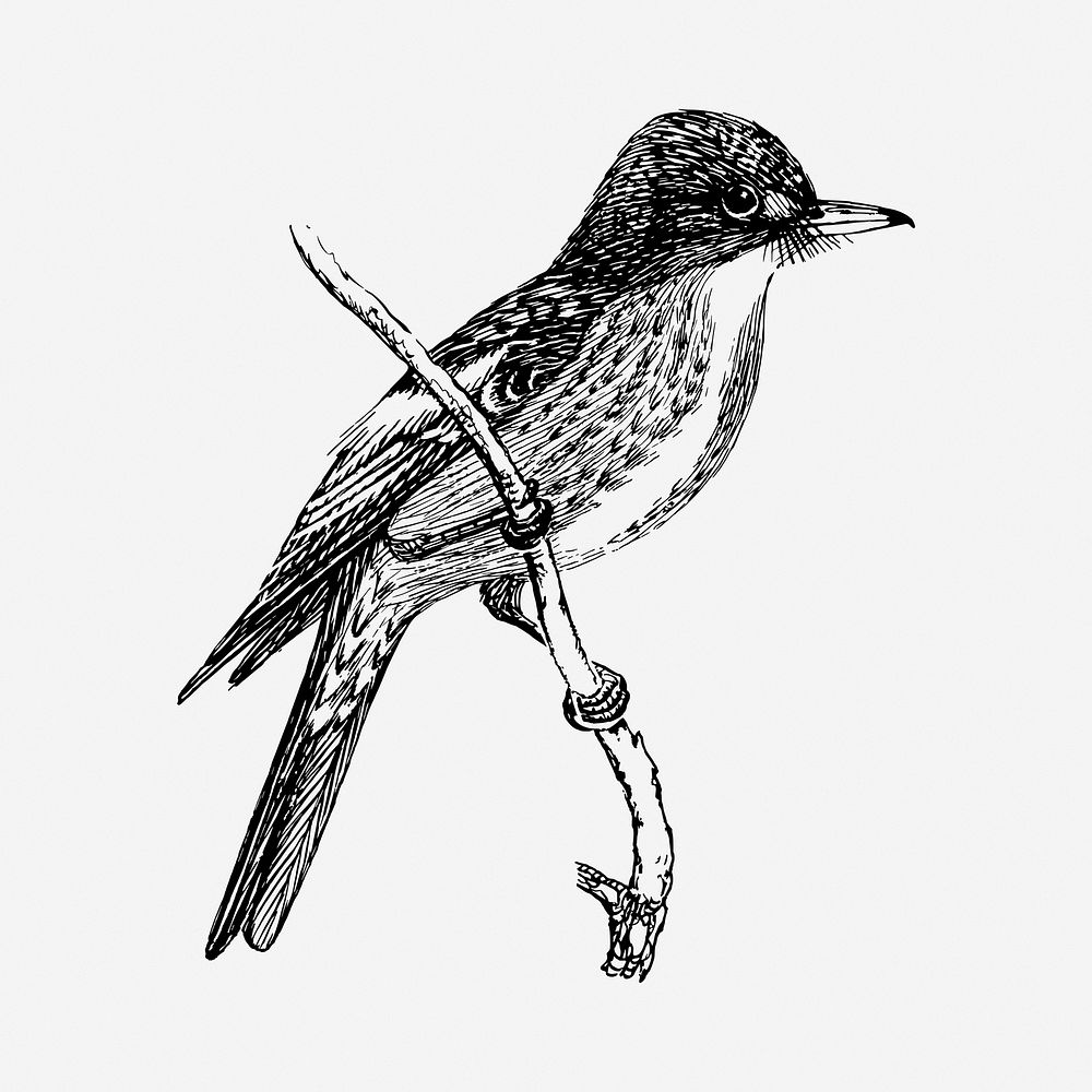 Flycatcher bird drawing, vintage illustration. Free public domain CC0 image.