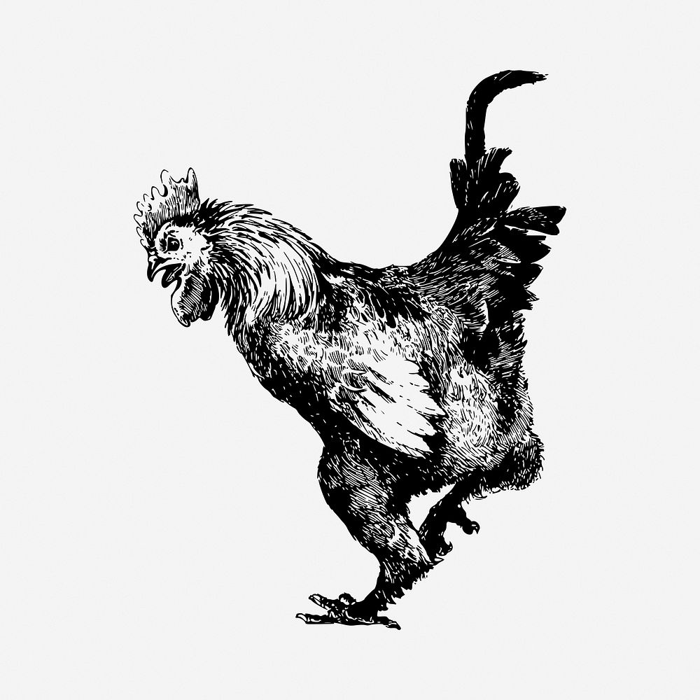 Rooster  drawing, vintage illustration. Free public domain CC0 image.