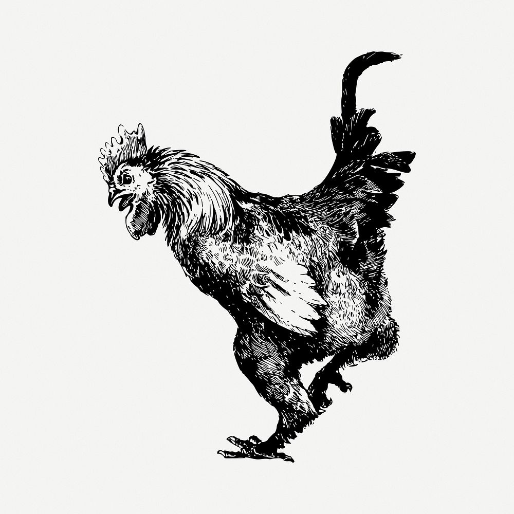 Rooster  drawing, vintage illustration psd. Free public domain CC0 image.