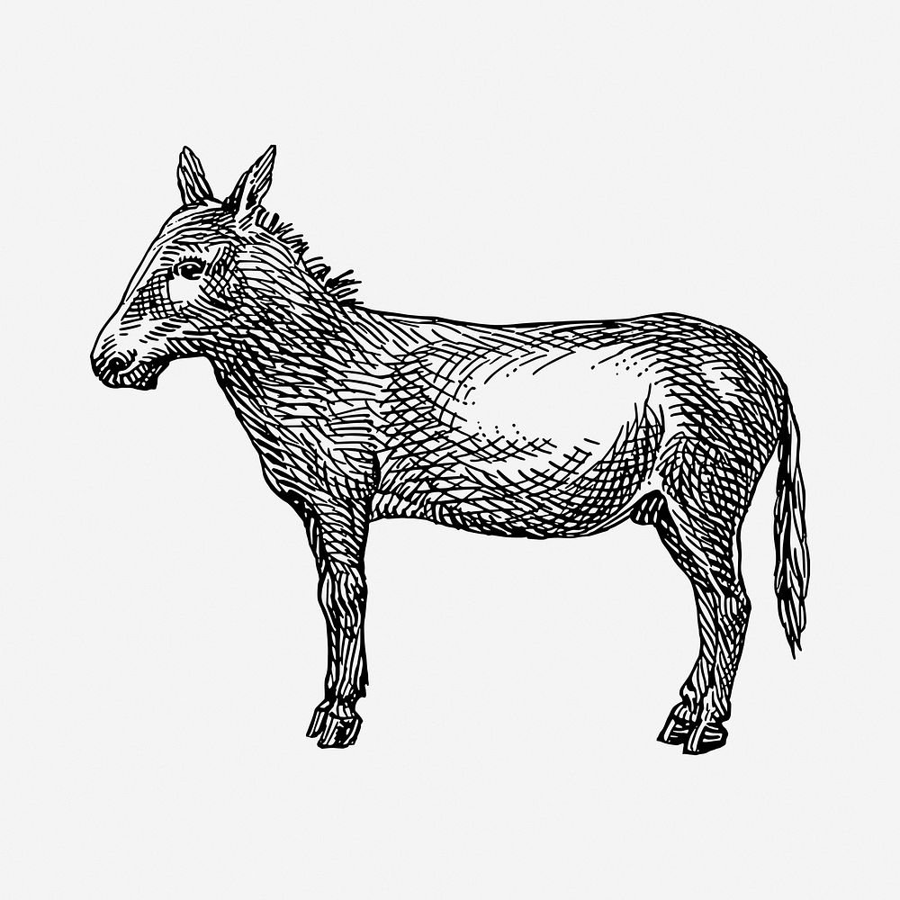 Donkey drawing, vintage illustration. Free public domain CC0 image.