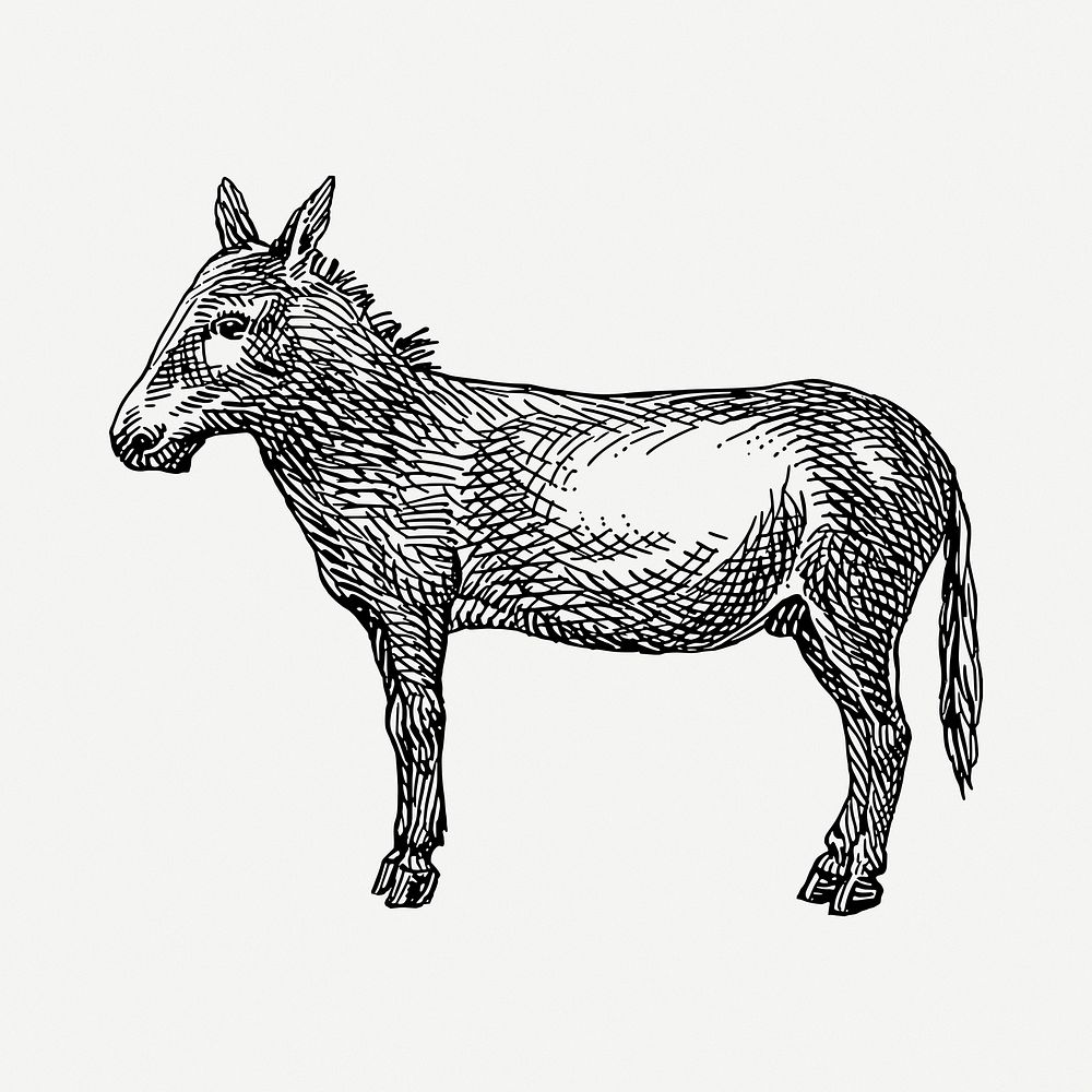 Donkey drawing, vintage illustration psd. Free public domain CC0 image.