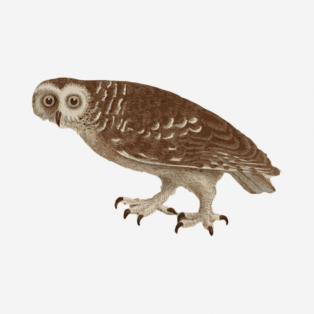Owl drawing, vintage illustration. Free public domain CC0 image.