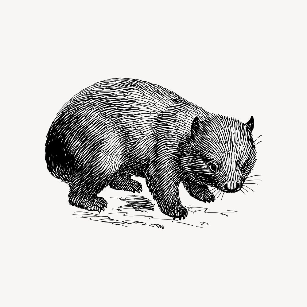 Wombat drawing, vintage animal illustration vector. Free public domain CC0 image.