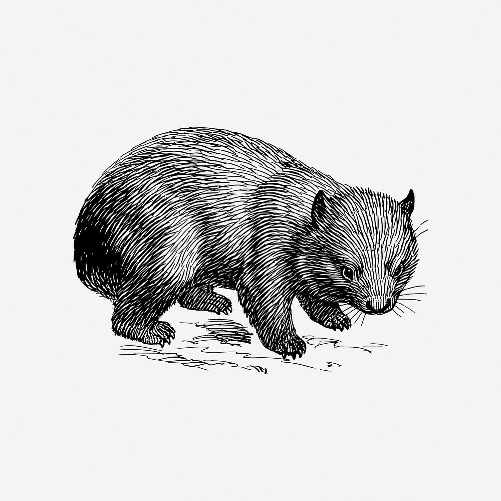 Wombat vintage animal illustration. Free public domain CC0 image.