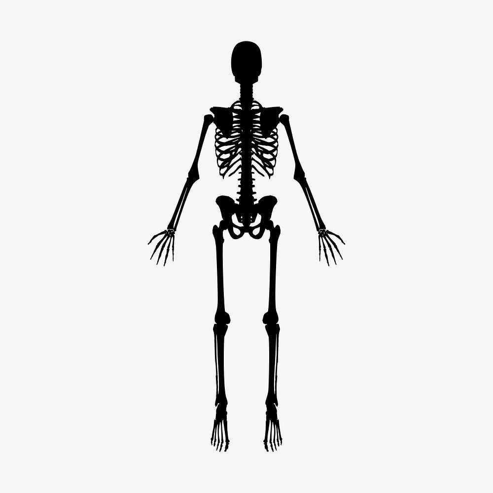 Skeleton silhouette drawing, vintage medical illustration vector. Free public domain CC0 image.