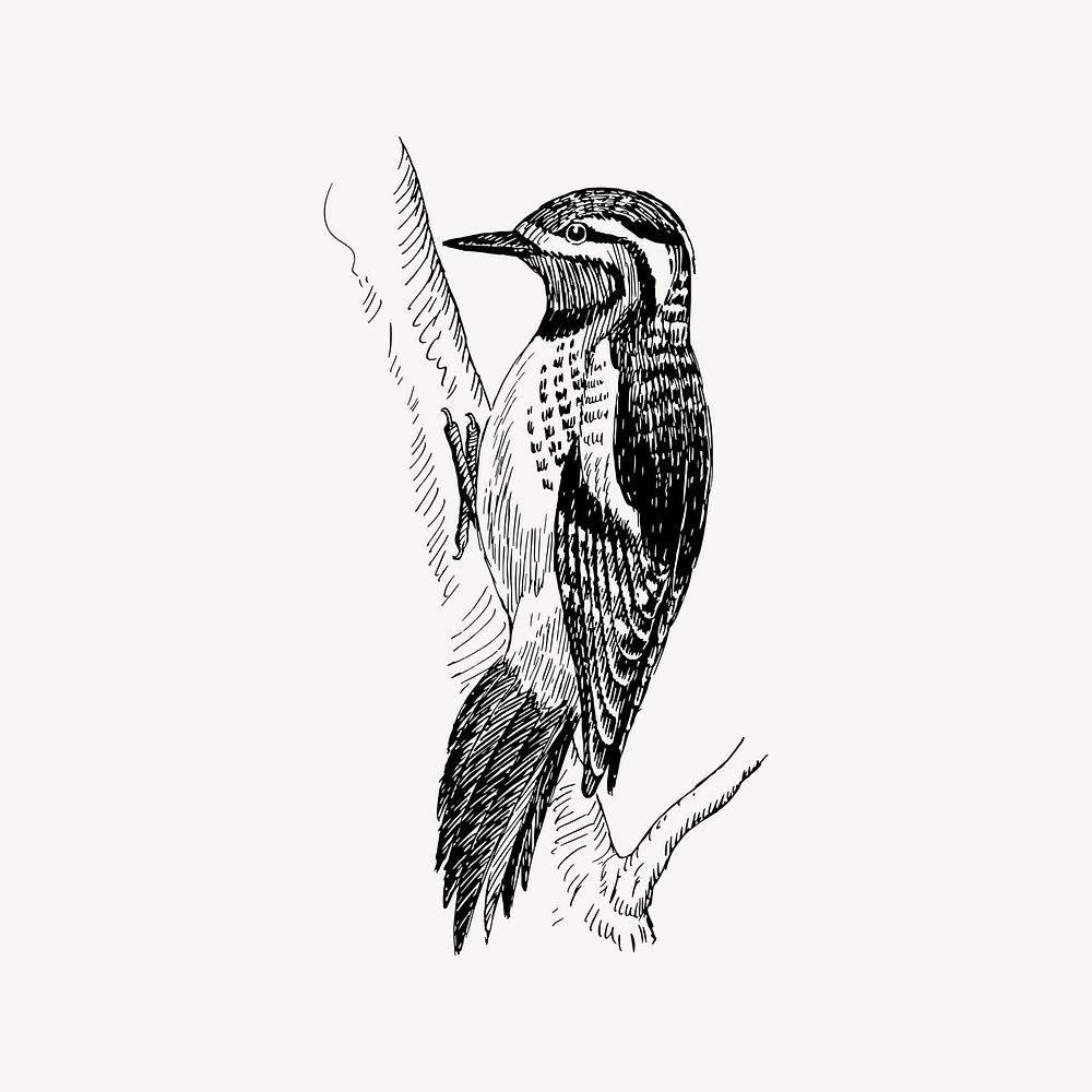Sapsucker bird drawing, vintage animal illustration vector. Free public domain CC0 image.