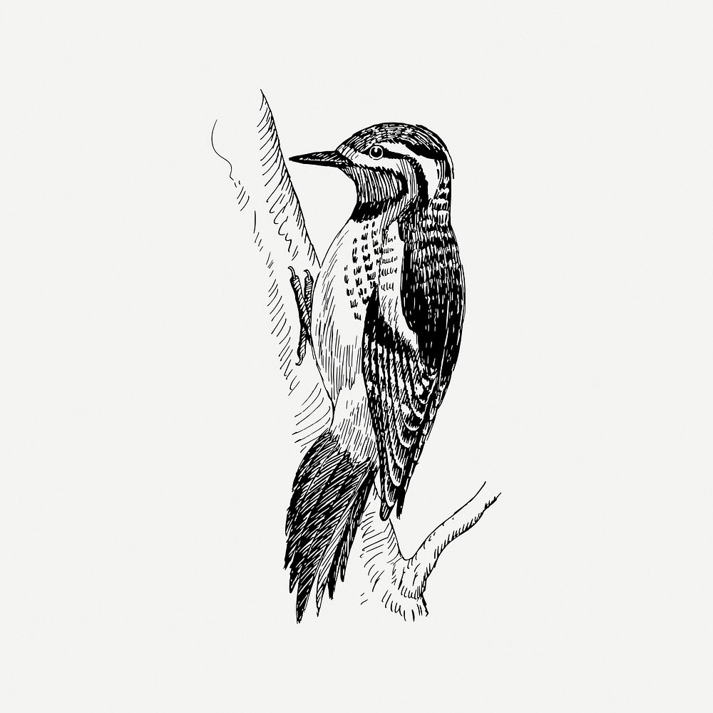 Sapsucker bird clipart, vintage animal illustration psd. Free public domain CC0 image.