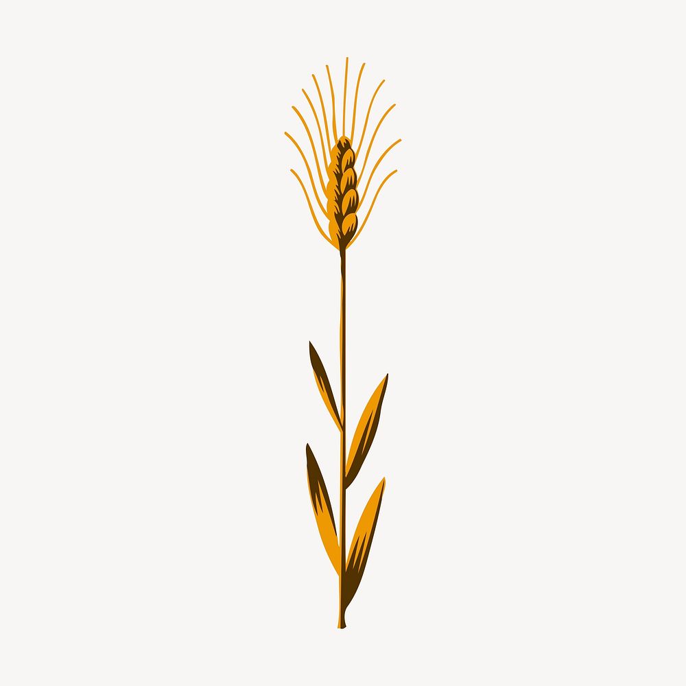 Wheat clipart, vintage plant illustration vector. Free public domain CC0 image.