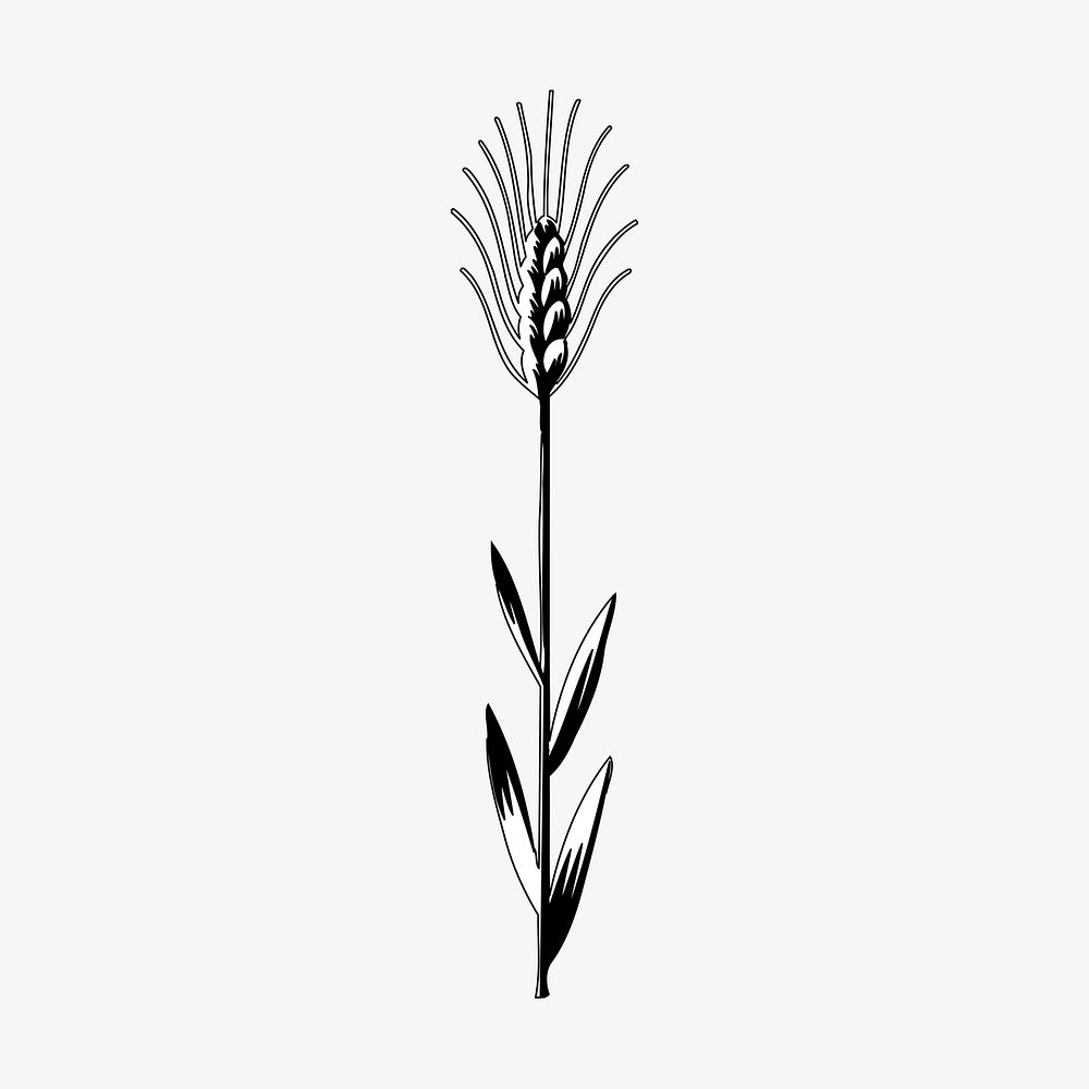 Wheat drawing, vintage plant illustration vector. Free public domain CC0 image.