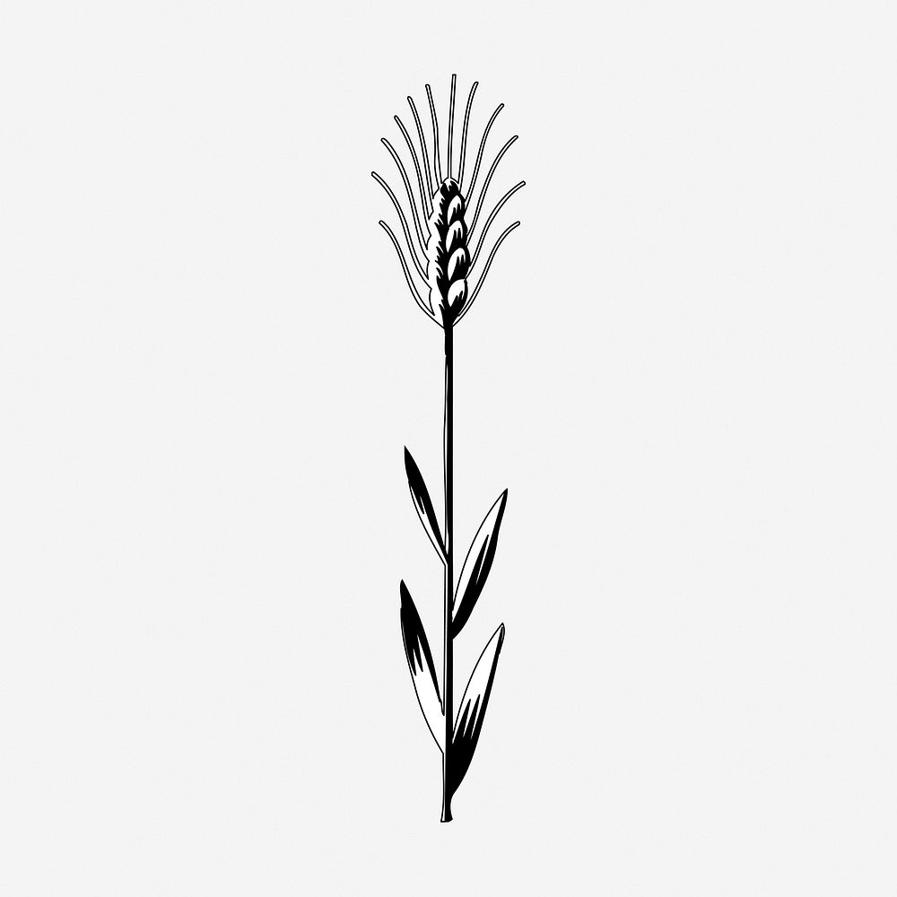 Wheat Plant Icon, Outline Style Stock Vector - Illustration of grow, crop:  143066857