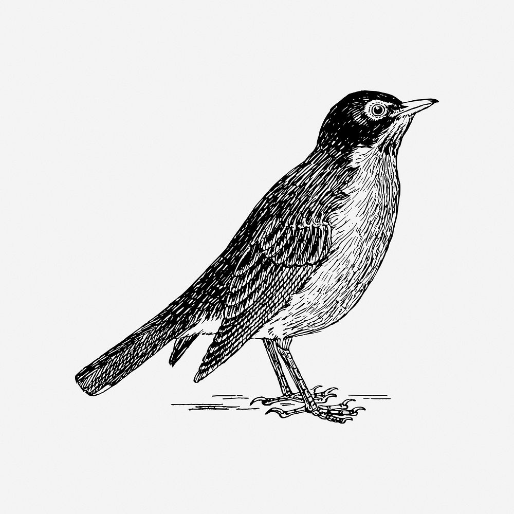 American robin bird vintage animal illustration. Free public domain CC0 image.
