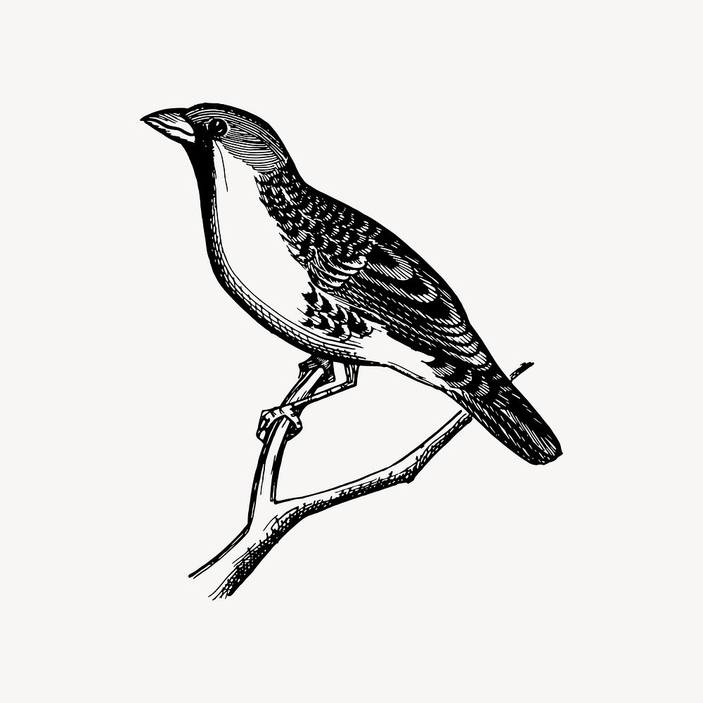 Grosbeak bird drawing, vintage animal illustration vector. Free public domain CC0 image.