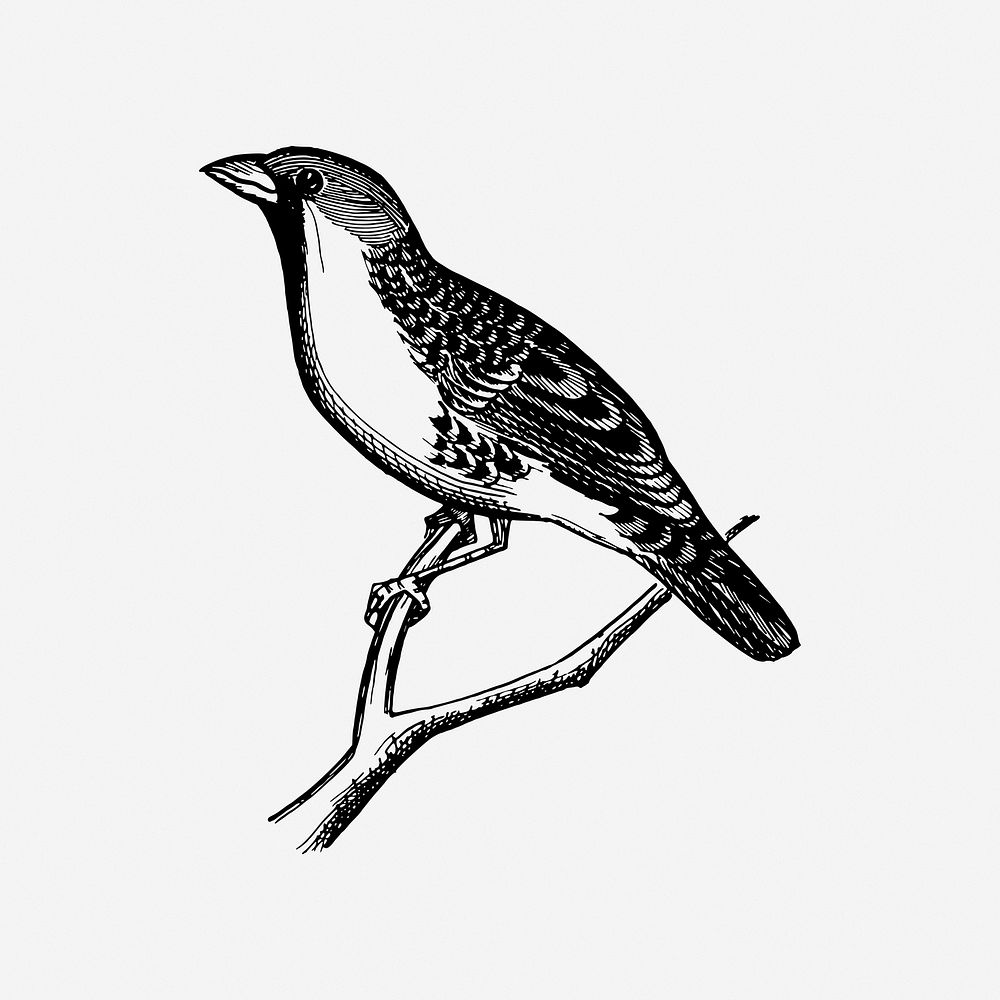 Grosbeak bird vintage animal illustration. Free public domain CC0 image.