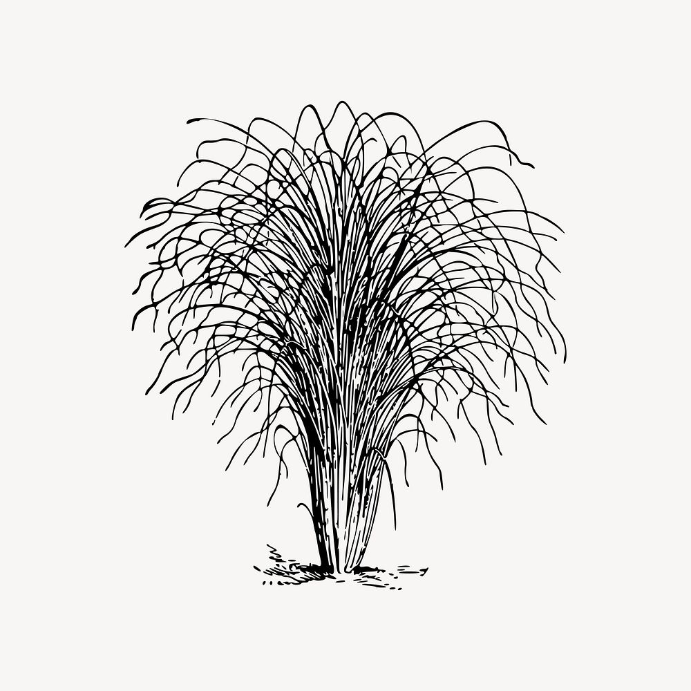 Eulalia grass drawing, vintage plant illustration vector. Free public domain CC0 image.