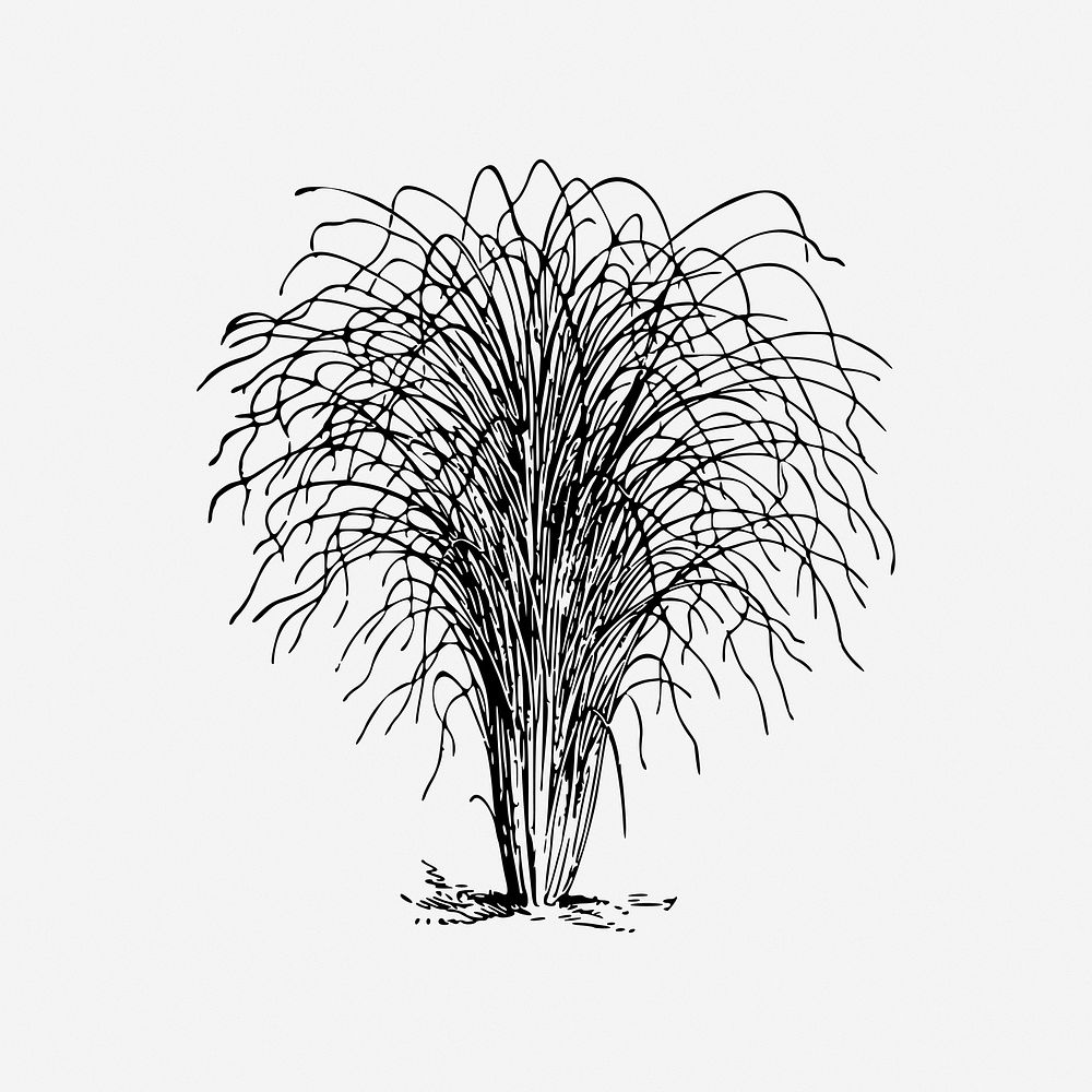 Eulalia grass vintage plant illustration. Free public domain CC0 image.