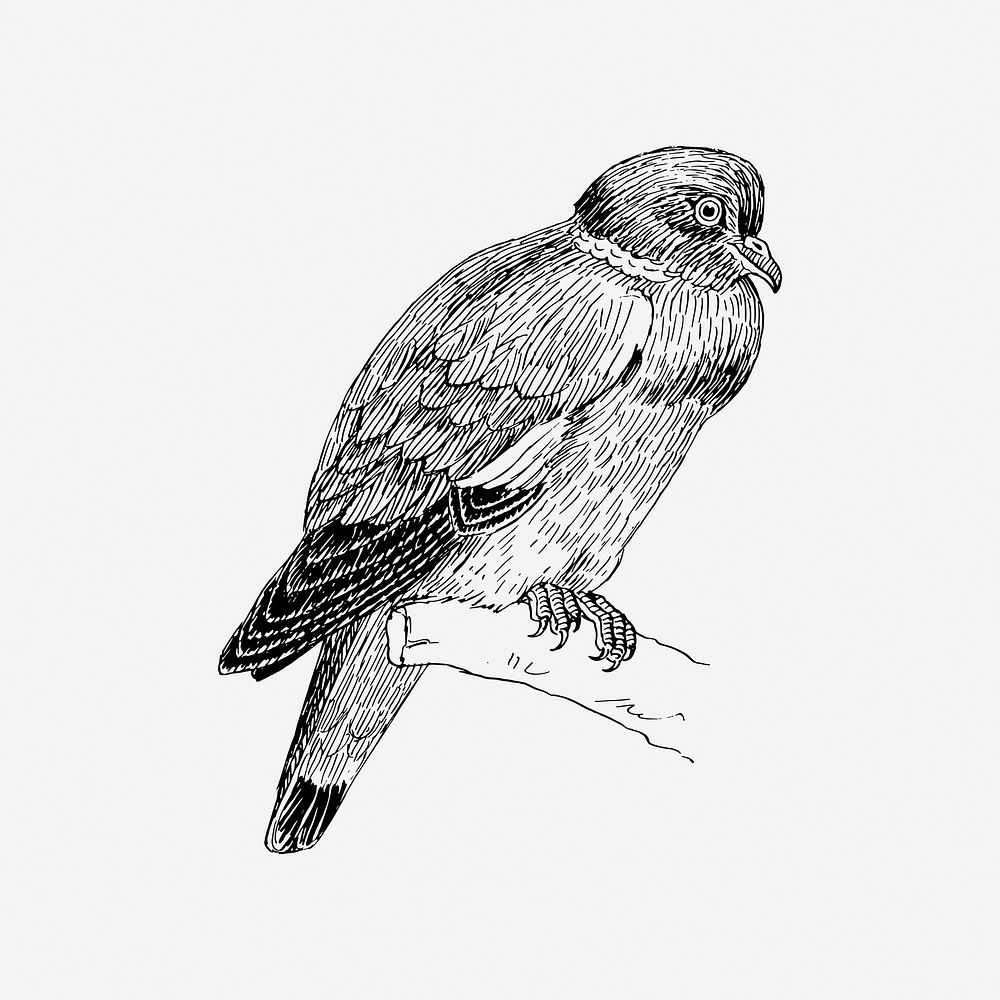 Ring dove bird clipart, vintage animal illustration psd. Free public domain CC0 image.