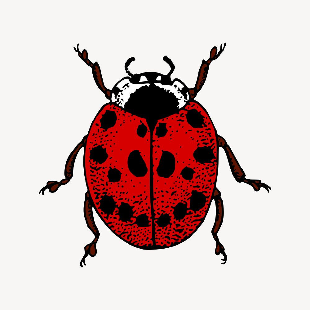 Ladybug clipart, vintage insect illustration vector. Free public domain CC0 image.