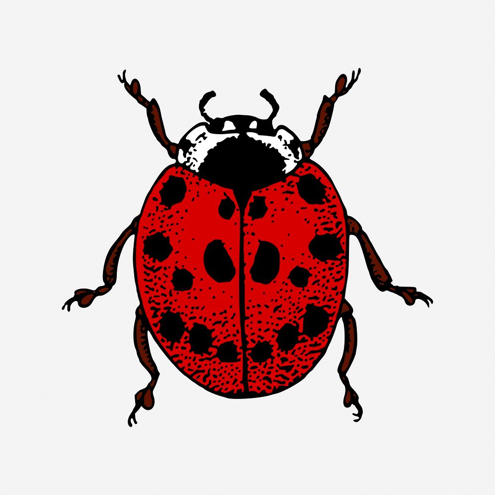 Ladybug, insect vintage illustration. Free public domain CC0 image.