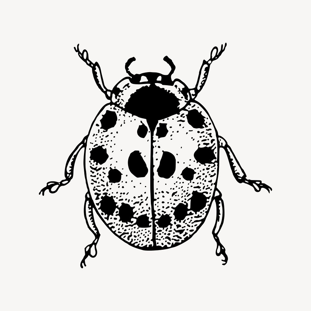 Ladybug drawing, vintage insect illustration vector. Free public domain CC0 image.