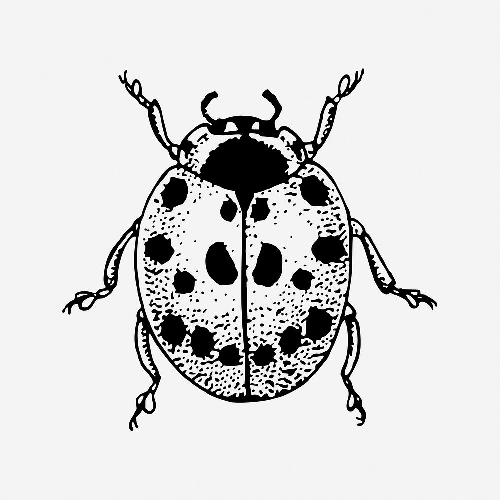 Ladybug, insect vintage illustration. Free public domain CC0 image.
