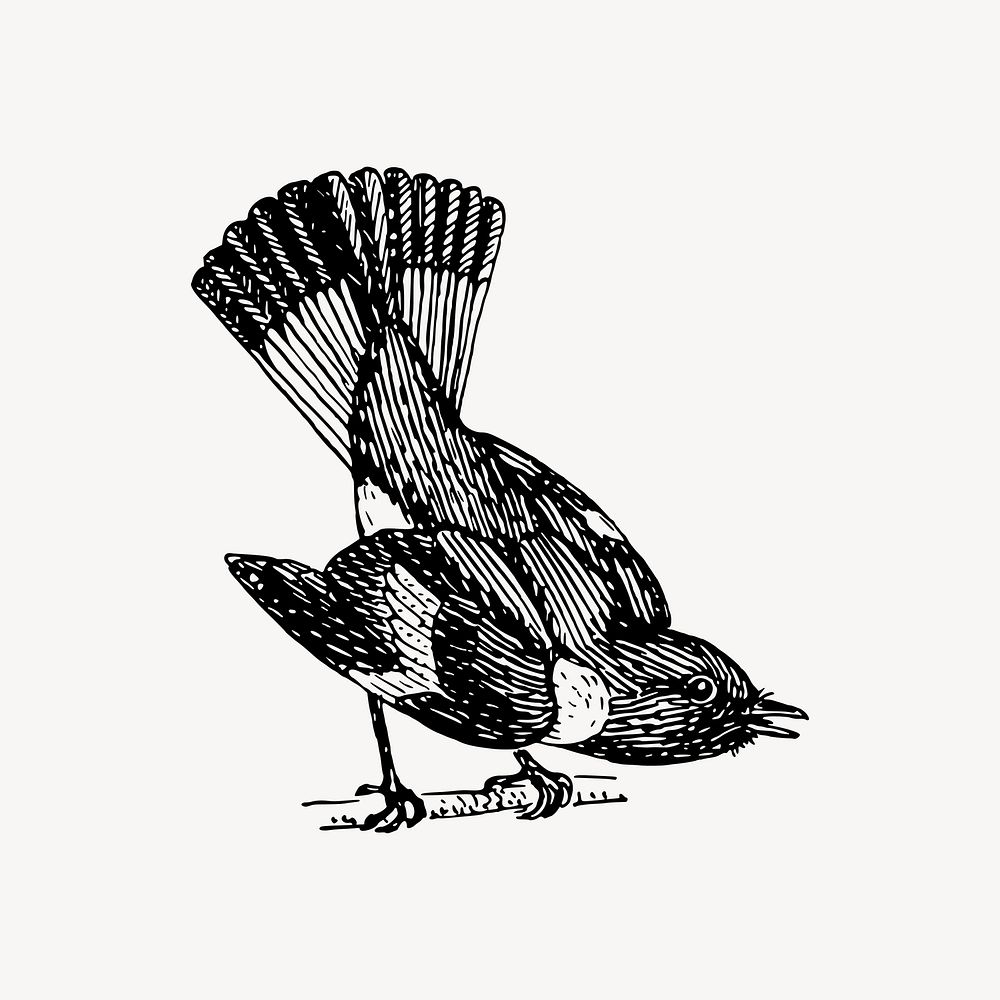 Redstart bird drawing, vintage animal illustration vector. Free public domain CC0 image.