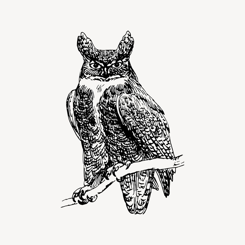 Owl drawing, vintage animal illustration vector. Free public domain CC0 image.