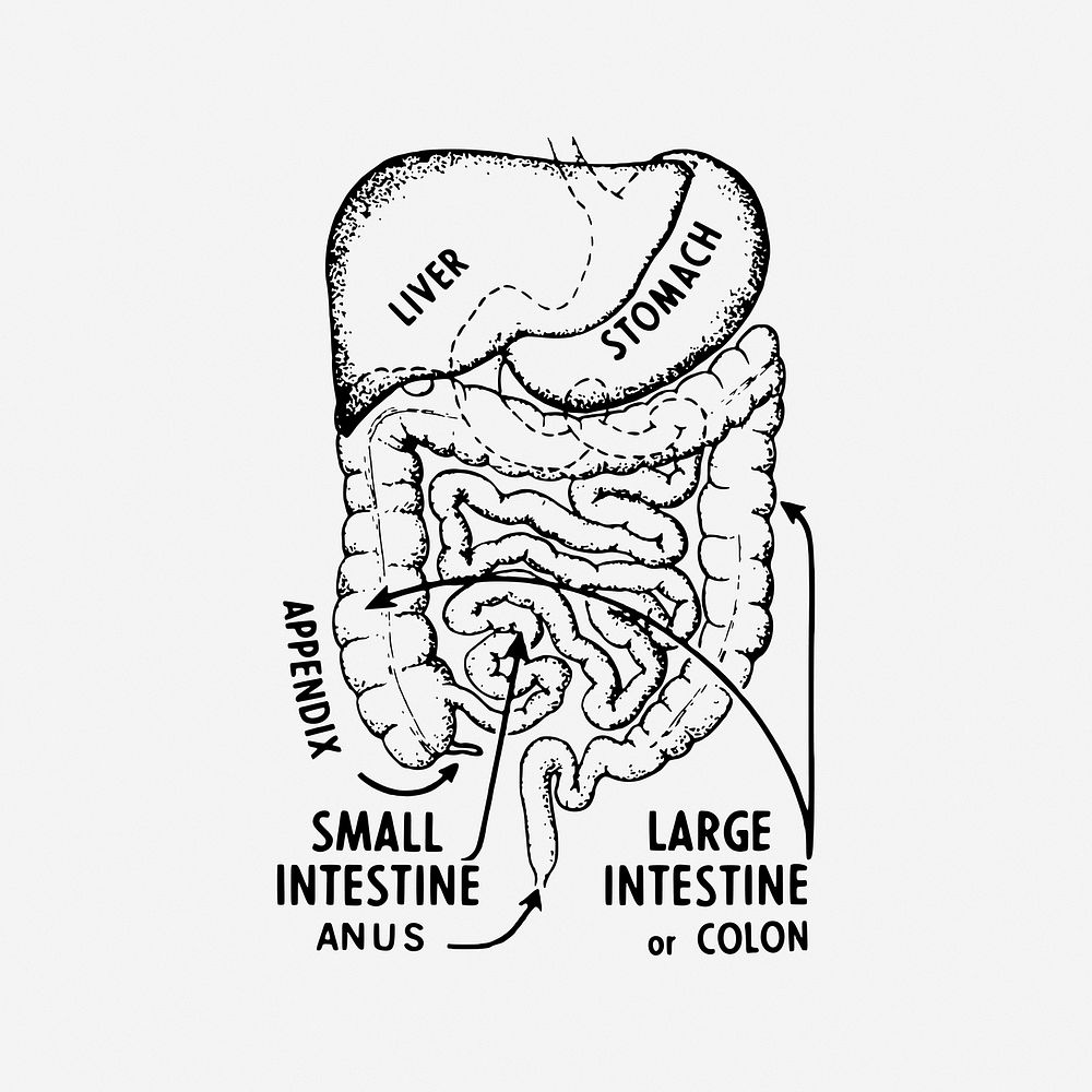 Intestines anatomy vintage illustration. Free public domain CC0 image.
