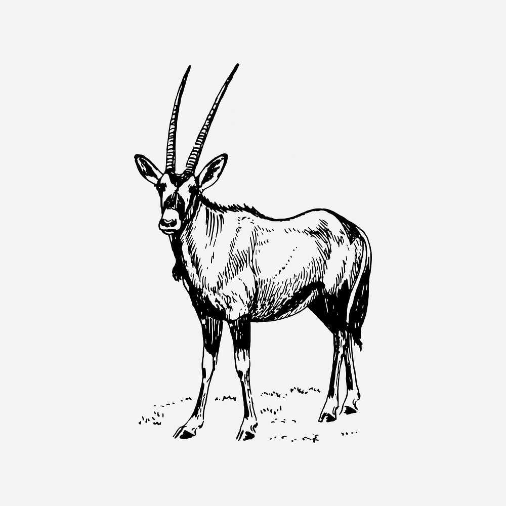 Oryx clipart, vintage animal illustration psd. Free public domain CC0 image.