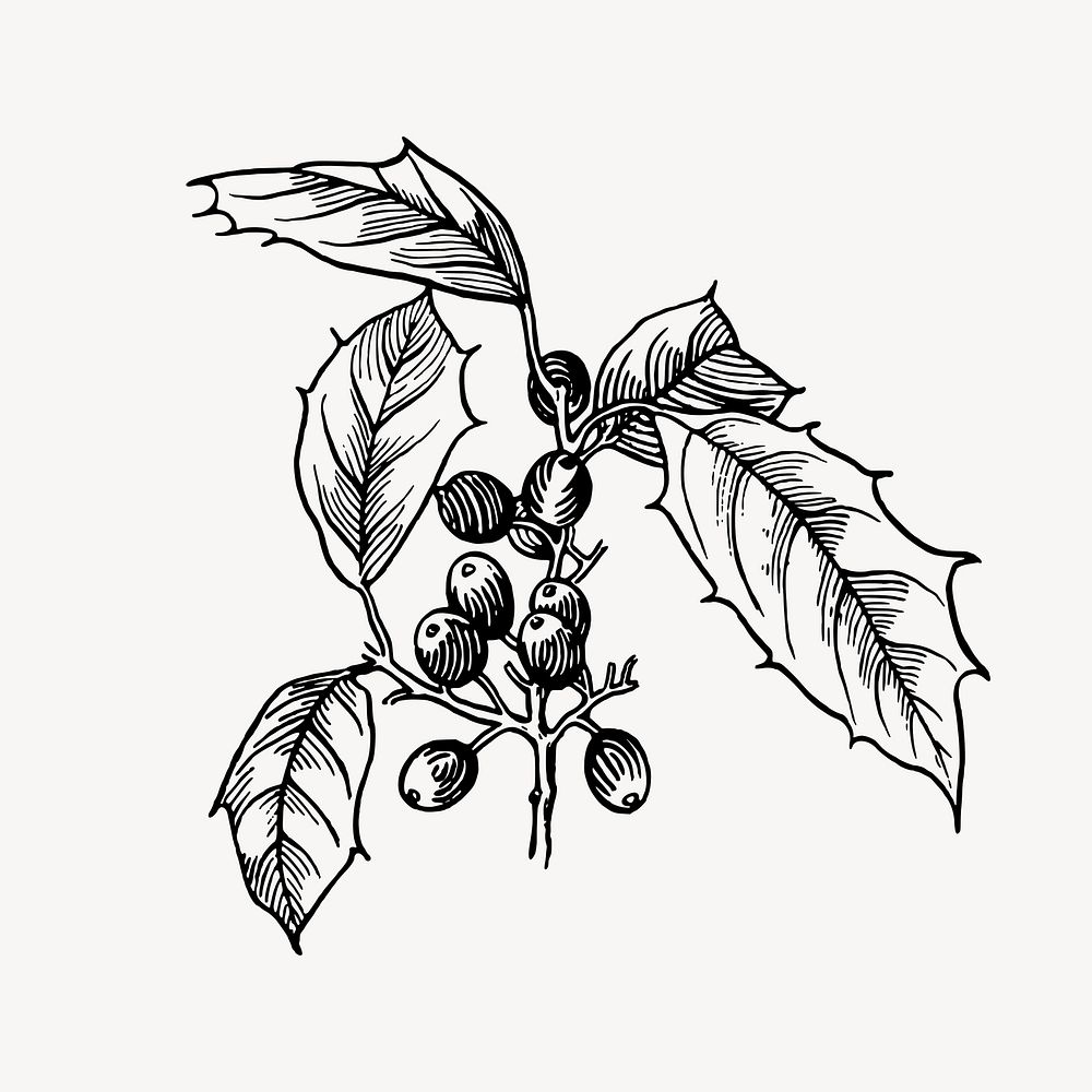 Holly drawing, vintage plant illustration vector. Free public domain CC0 image.
