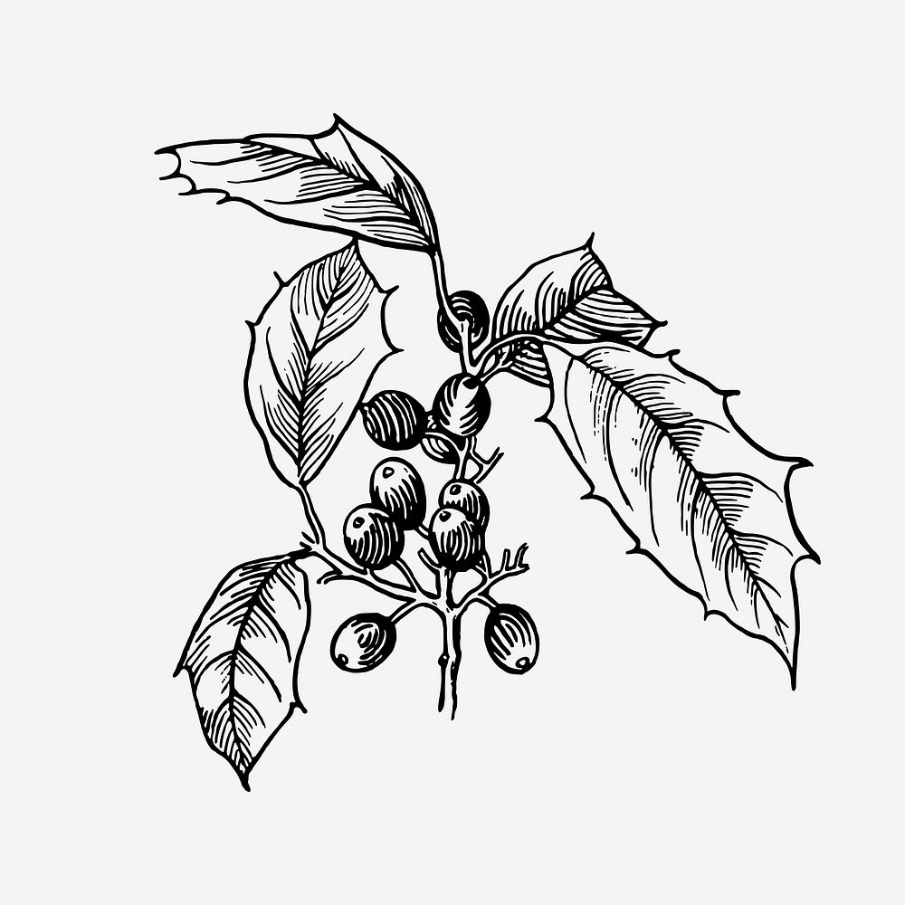 Holly vintage plant illustration. Free public domain CC0 image.
