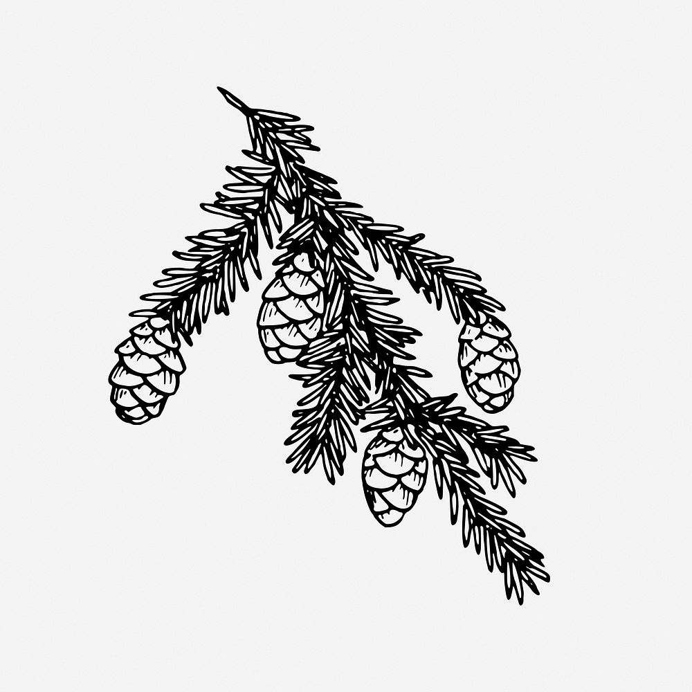 Hemlock vintage plant illustration. Free public domain CC0 image.