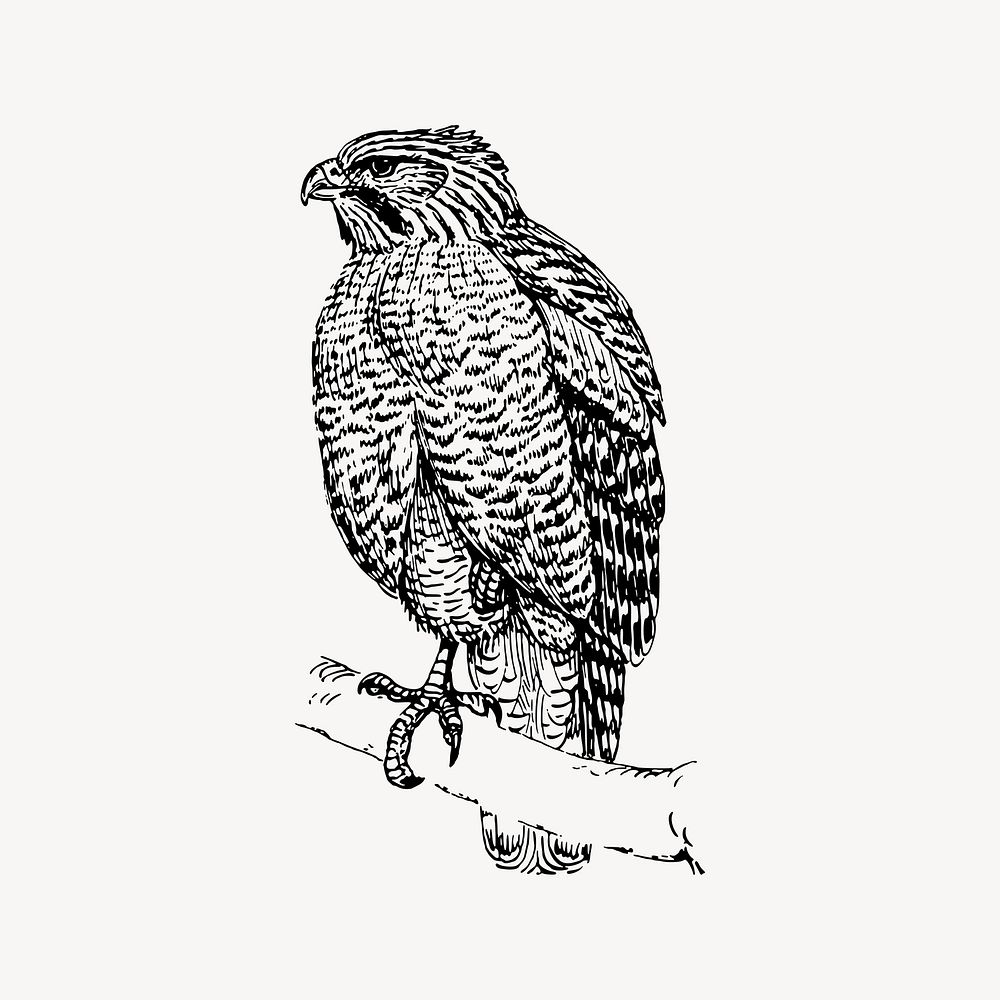 Hawk bird drawing, vintage animal illustration vector. Free public domain CC0 image.