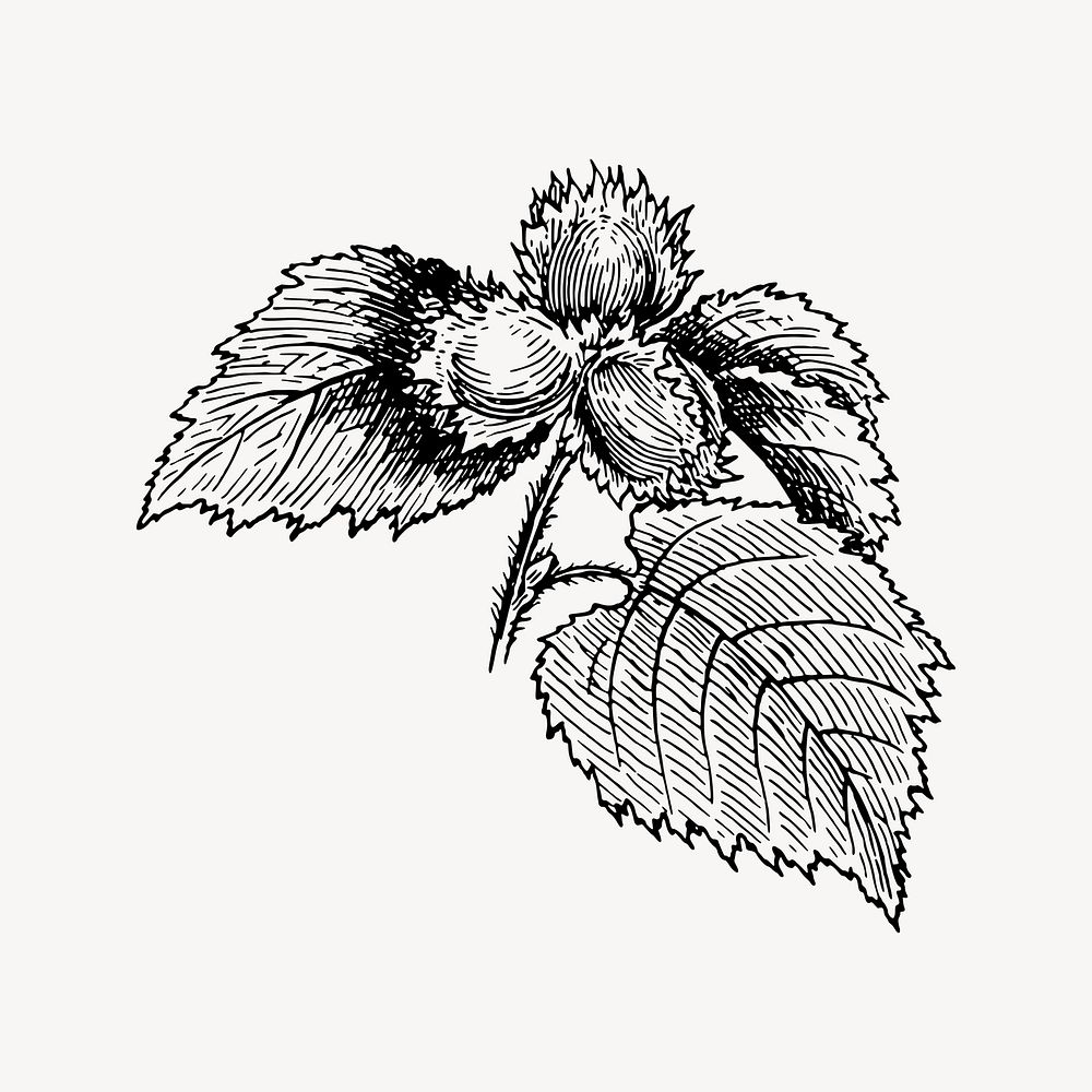 Hazel drawing, vintage plant illustration vector. Free public domain CC0 image.