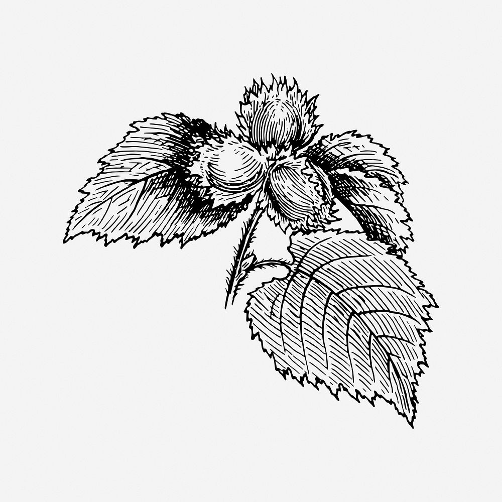 Hazel vintage plant illustration. Free public domain CC0 image.