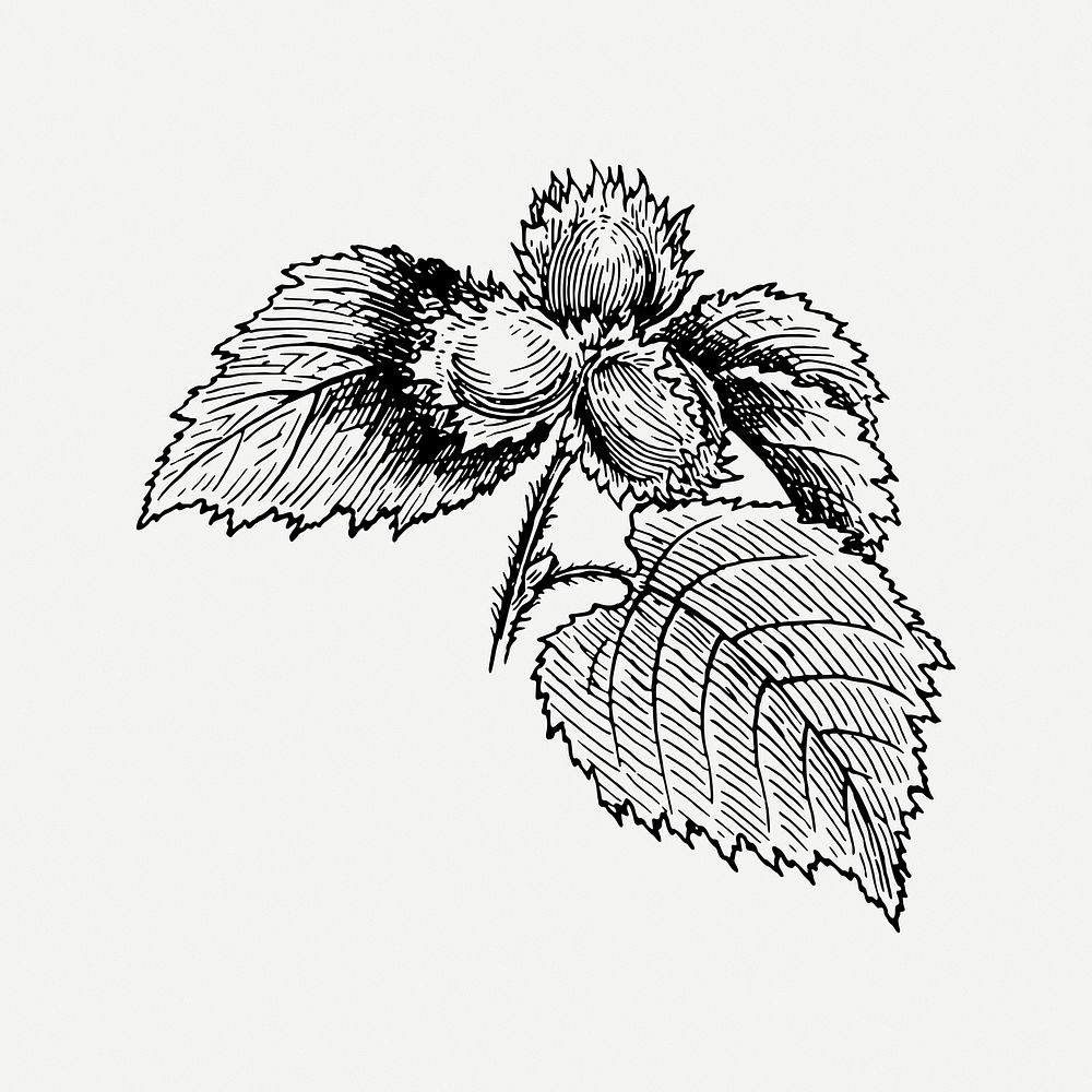 Hazel clipart, vintage plant illustration psd. Free public domain CC0 image.