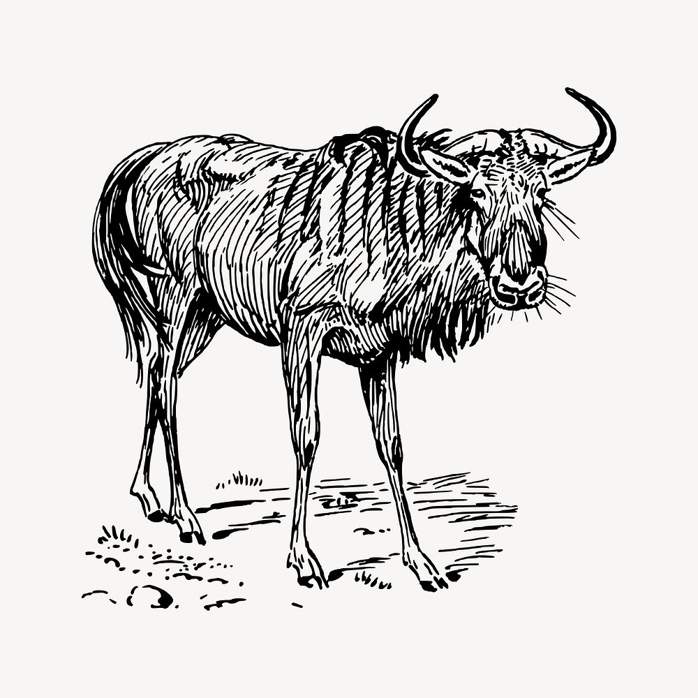 Gnu drawing, vintage animal illustration vector. Free public domain CC0 image.