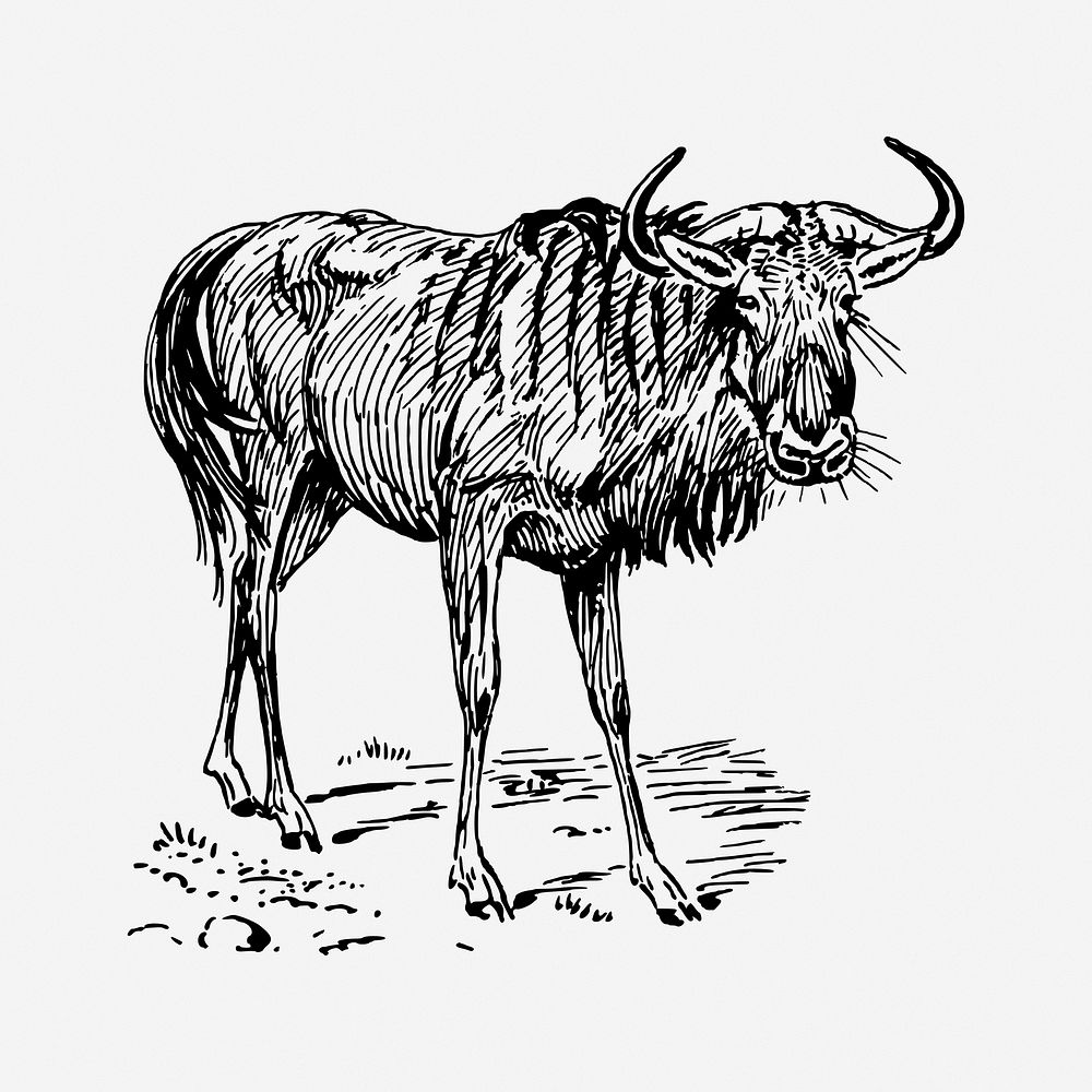 Gnu vintage animal illustration. Free public domain CC0 image.