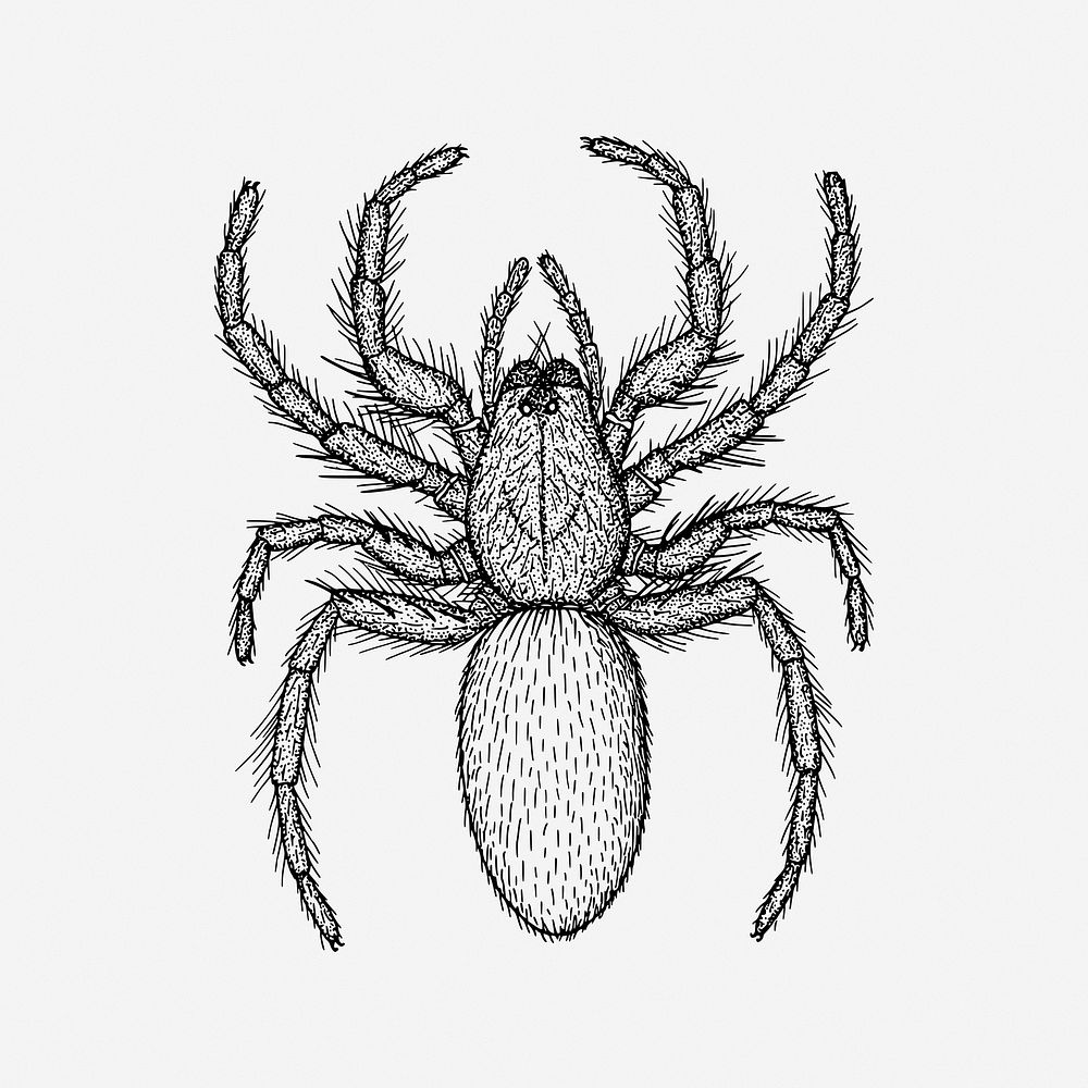 Spider, vintage animal illustration. Free public domain CC0 image.