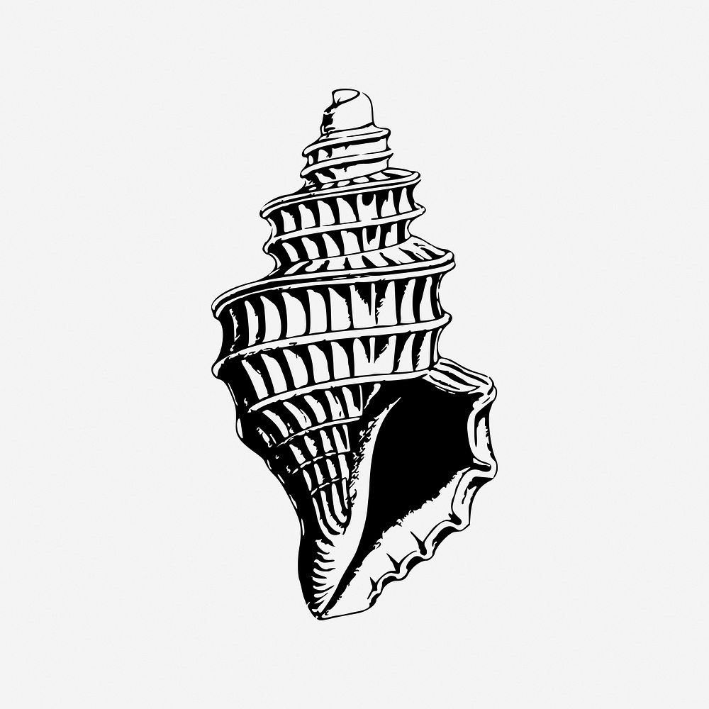 Sea shell vintage illustration. Free public domain CC0 image.