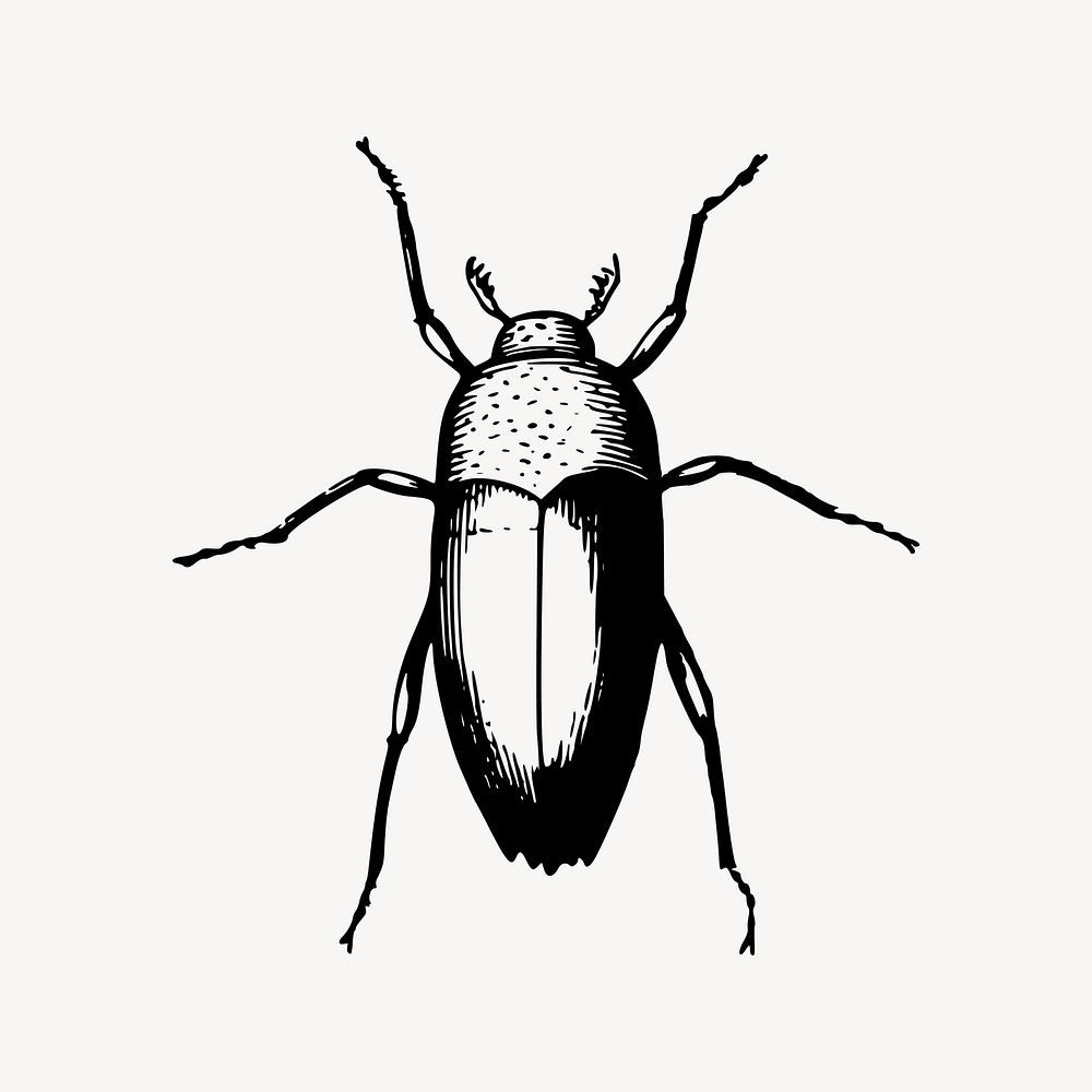 Beetle drawing, vintage insect illustration vector. Free public domain CC0 image.