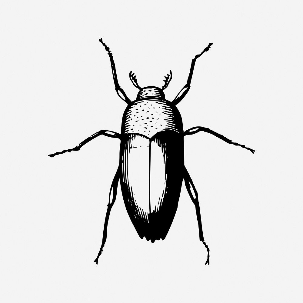 Beetle, insect vintage illustration. Free public domain CC0 image.