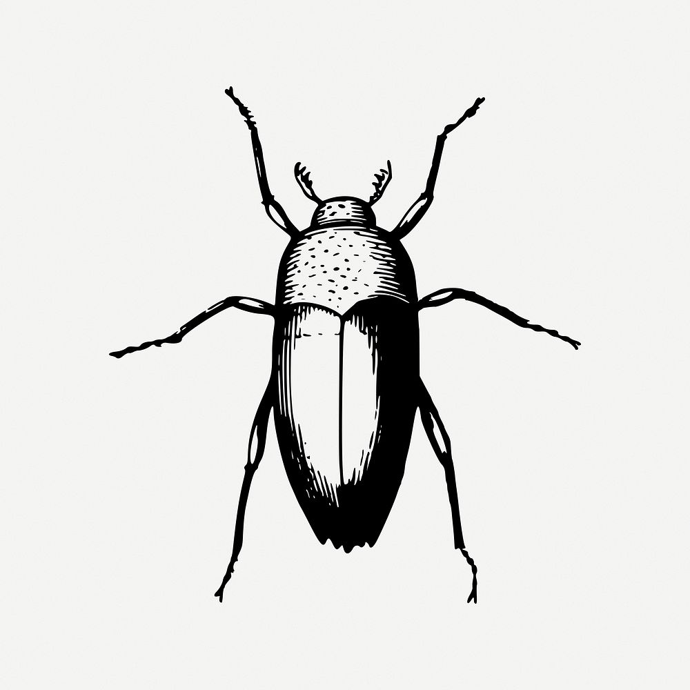 Beetle clipart, vintage insect illustration psd. Free public domain CC0 image.