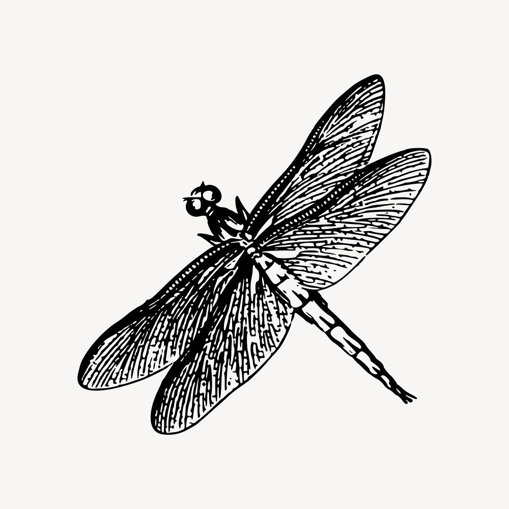 Dragonfly drawing, vintage insect illustration vector. Free public domain CC0 image.