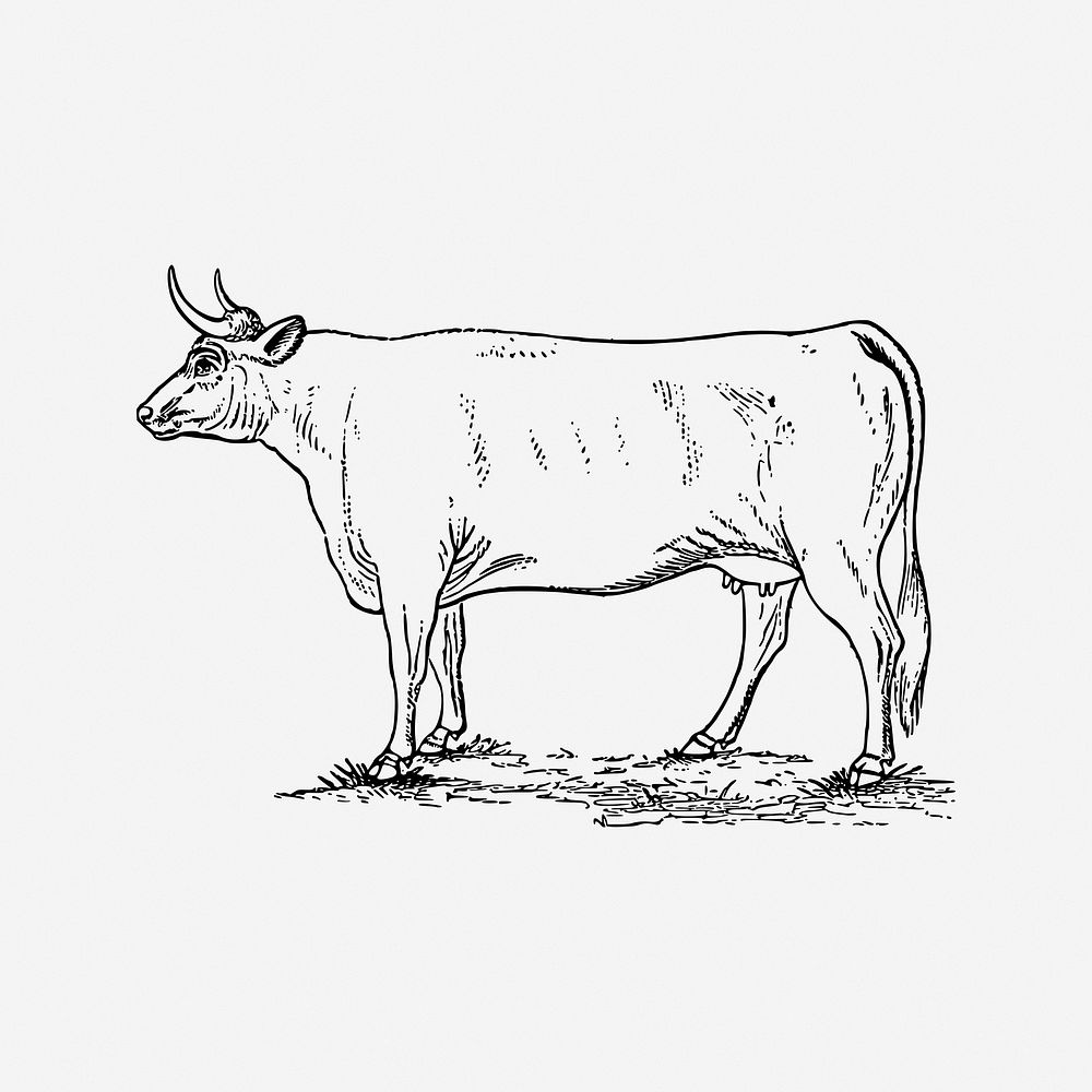 Cow, bull vintage illustration. Free public domain CC0 image.