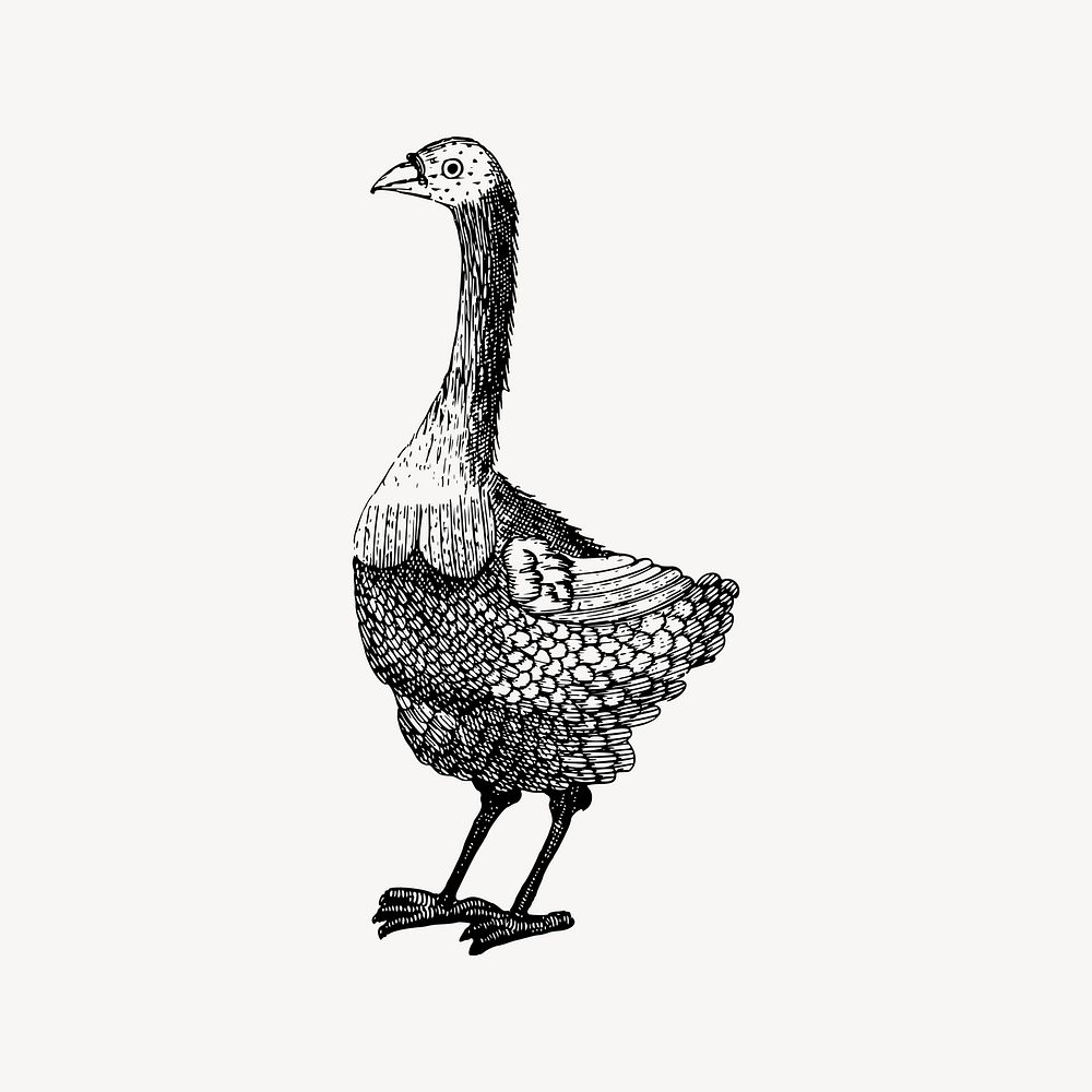 Bird drawing, vintage animal illustration vector. Free public domain CC0 image.