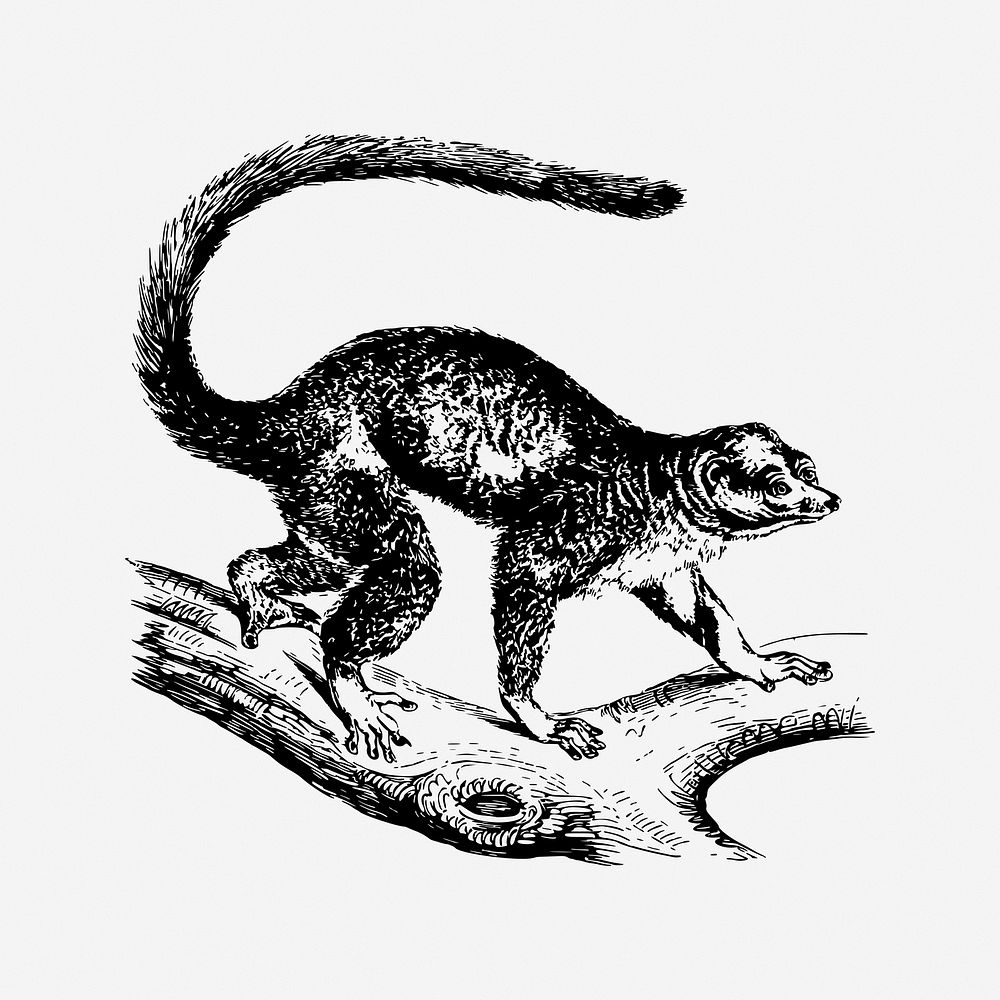 Mongoose lemur vintage illustration. Free public domain CC0 image.